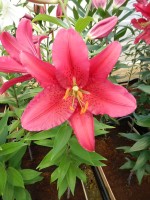 [4265 Lambrusuco No02.JPG]